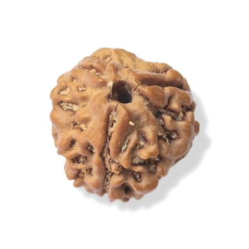 Rudraksha - Rudraksza 3 twarzy (mukhi)